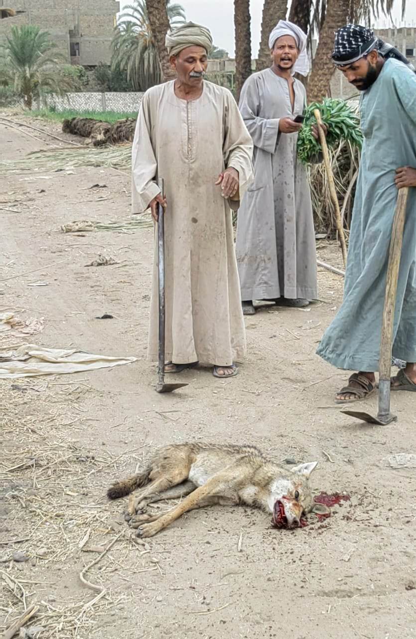 العم محمود عليان العيسابي.. معركة شرسة بين فلاح وذئب في زراعات القصب 