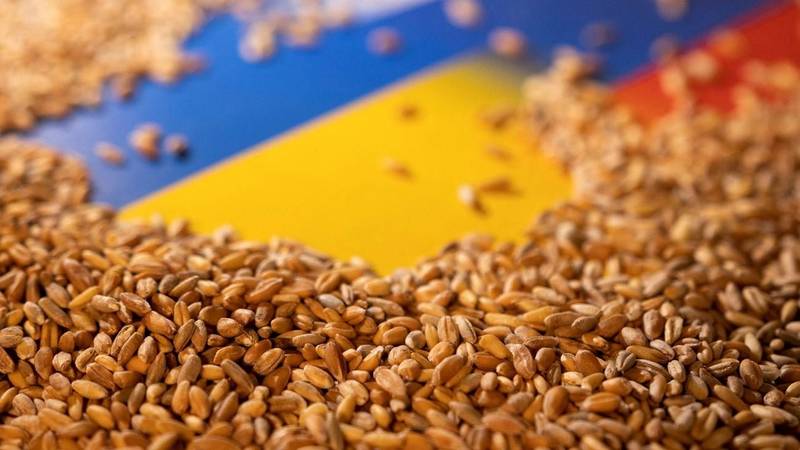 إتلاف 160 طنًا من الحبوب الأوكرانية في بولندا احتجاجًا على تصديرها