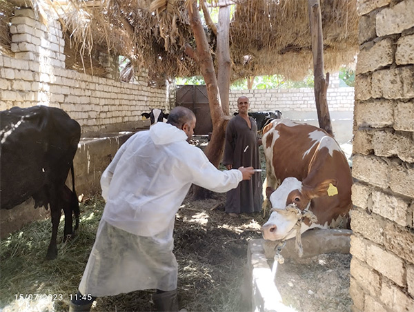 تحصين  ألف رأس ماشية ضد مرض الحمى القلاعية وحمى الوادي المتصدع في المنيا
