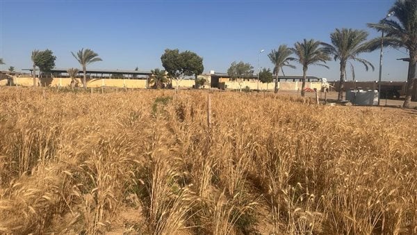 "حكاية وطن" في القمح.. تأمين الاحتياطي الإستراتيجى بمخزون إضافي لأول مرة.. وخبراء: دعم للأمن الغذائي للمصريين