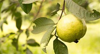   وافدة من كوكب اليابان مرور  سنة على زراعة الجوافة فى مصر| صور وفيديو