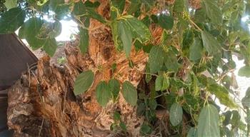   عمرها  سنة وما زالت تطرح حكاية شجرة الجميز العتيقة بقرية الشيخية| فيديو وصور
