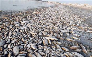   التلوث يهدد المزارع السمكية فى وادى مريوط ملايين الأمتار من التراب والحصى سببت ;عسر الماء; ونفوق الأسماك