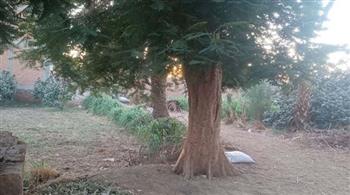   تشفى من الصداع ويستخرج منها الأسبرين حكاية أقدم شجرة صفصاف بدشنا| فيديو وصور
