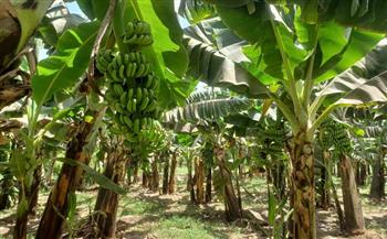   ;ضلل على عيدانه; بدء حصاد الموز الخريفي والشتوي بالصعيد | فيديو وصور 