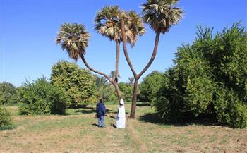   حكاية العم عبد الحميد أبو زيد يزرع أشجار الدوم ويروى ملحمة  نعناع الجنينة  في أسوان| فيديو وصور
