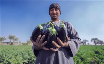   ;نديم السلطان; و;محبوب الغلابة; بين الأدب والتراث شاهد موسم حصاد الباذنجان في الصعيد| صور