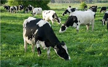   ;التلقيح الاصطناعى; أهم وسائل تحسين سلالات الماشية وزيادة إنتاجية اللحوم والألبان