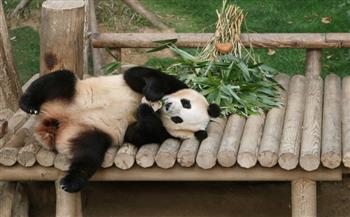 آلاف الزوار يودعون الباندا فو باو قبل عودتها للصين | صور