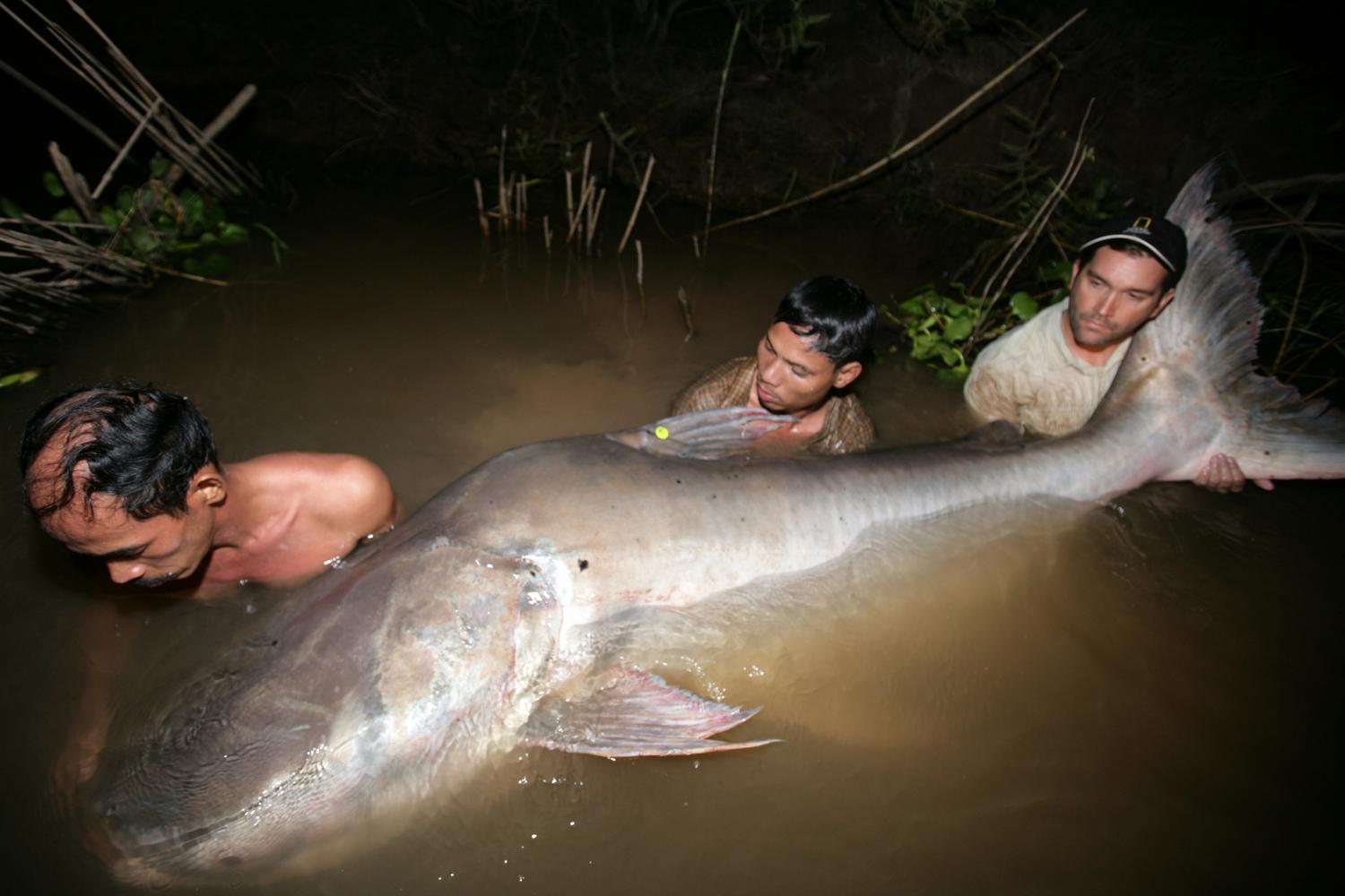 تقرير: واحد من كل خمسة أنواع من أسماك نهر ميكونج الآسيوية مهدد بالانقراض