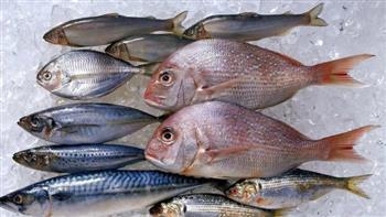 أسعار الأسماك اليوم الثلاثاء  إبريل  والبلطي ينخفض  جنيهات