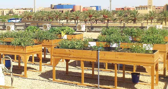 إطلاق دعوة لزراعة أسطح المنازل - الأهرام اليومي